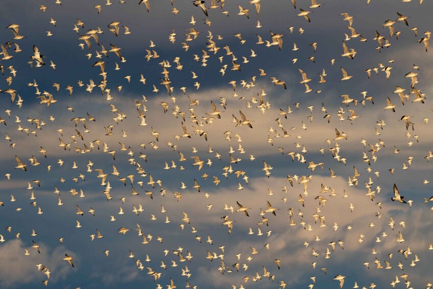 A flock of birds flying in the sky. 2