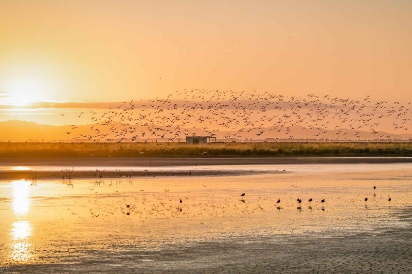 A sunset over a wetland with birds flying and standing on the ground. 3
