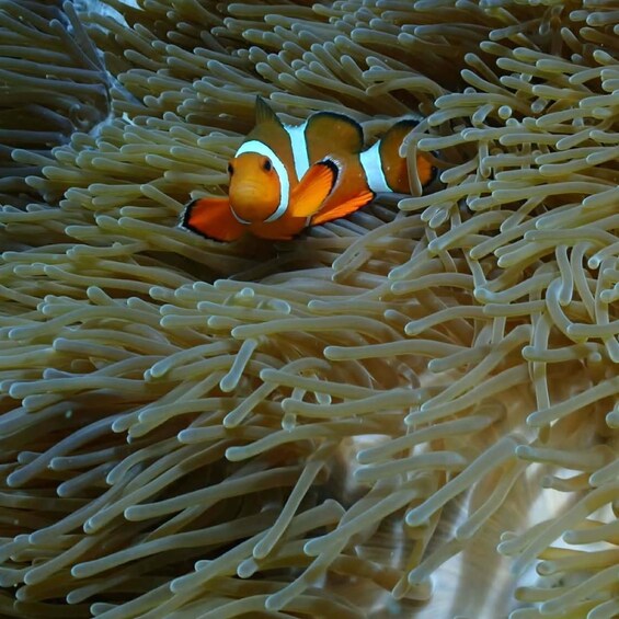 A clownfish among sea anemone tentacles. 2
