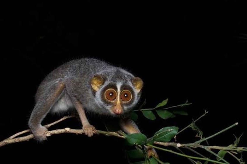 A lemur with large eyes perched on a branch. 2