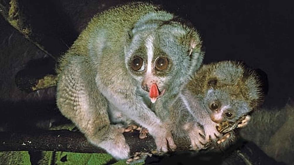Picture 2 for Activity Sigiriya: Night Safari & Wildlife Tour with Guide 3