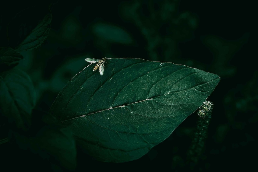 A leaf with a bee on it. 1