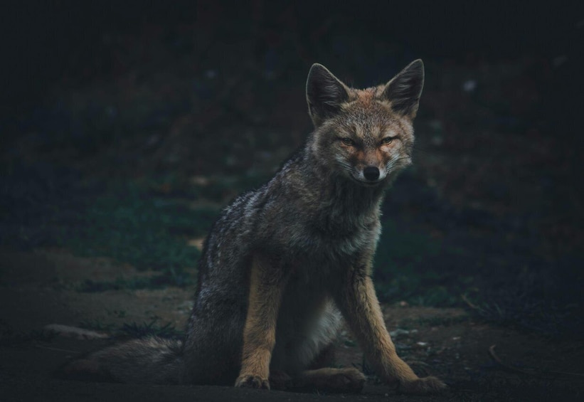 A coyote sitting on the ground in a natural setting. 3