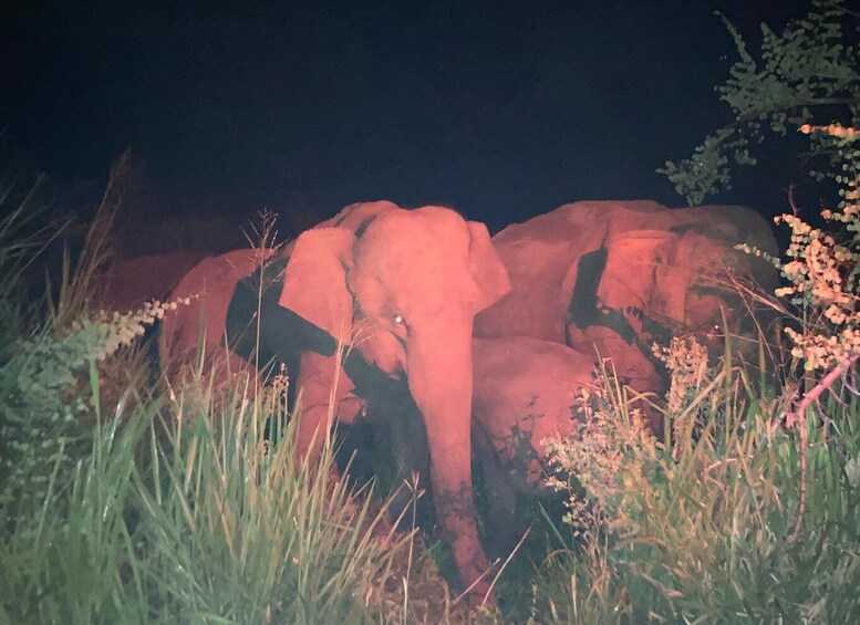 Picture 8 for Activity Sigiriya: Night Safari & Wildlife Tour with Guide 3