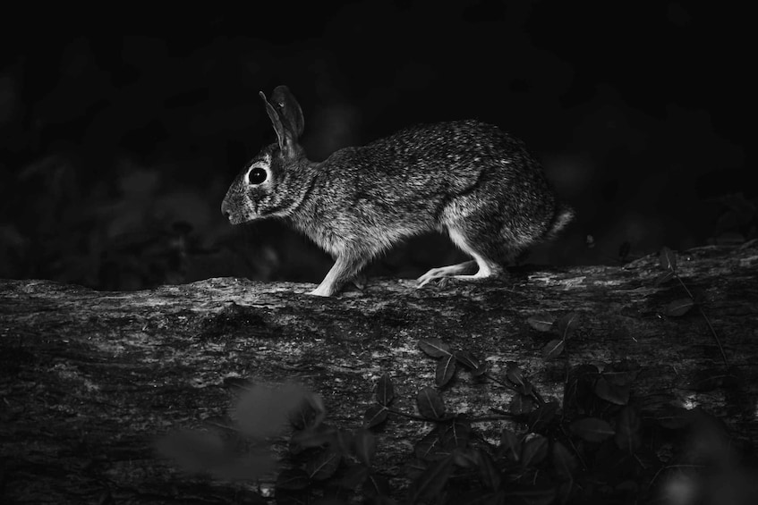 A rabbit on a log in a forest. 2