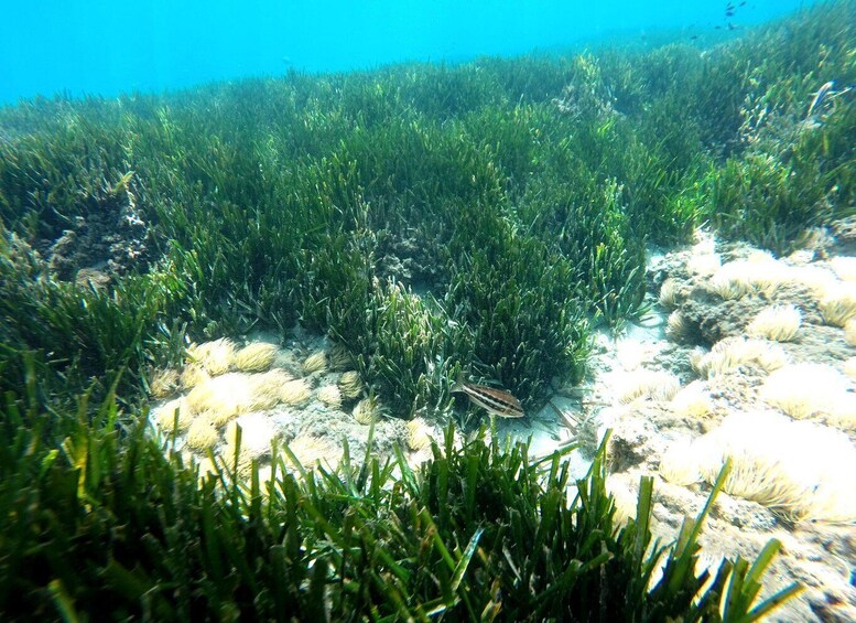 An underwater scene with dense green aquatic plants and a small fish swimming among them. 4