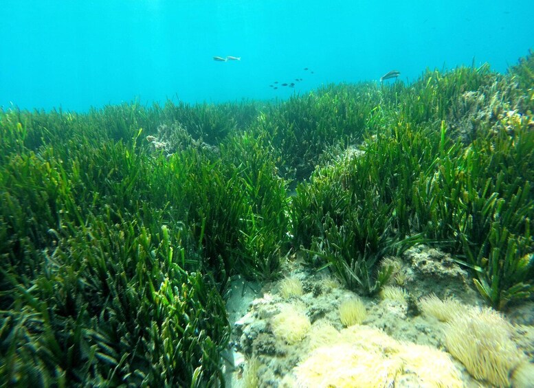 An underwater scene with dense green aquatic plants and a sandy bottom. 5