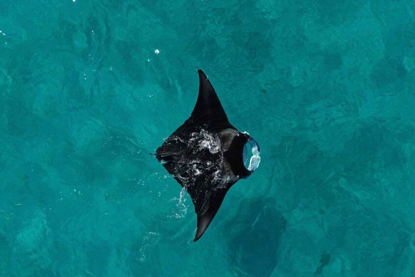 Picture 32 for Activity Coral Bay: Ningaloo Reef Snorkelling Tour 5