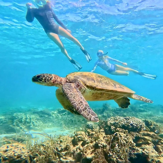 Coral Bay: Ningaloo Reef Snorkelling Tour 1