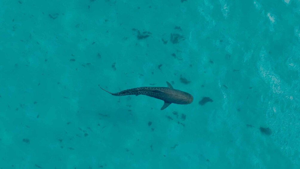 Picture 30 for Activity Coral Bay: Ningaloo Reef Snorkelling Tour 5