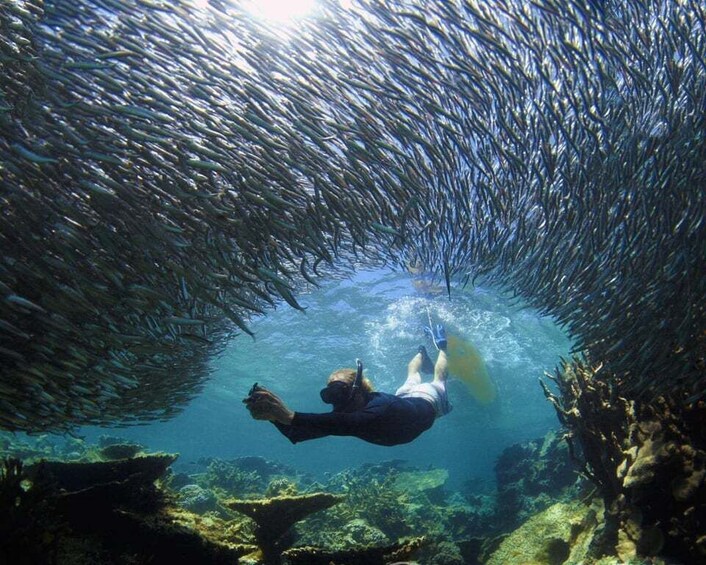 A diver swimming through a school of fish in clear water. 1