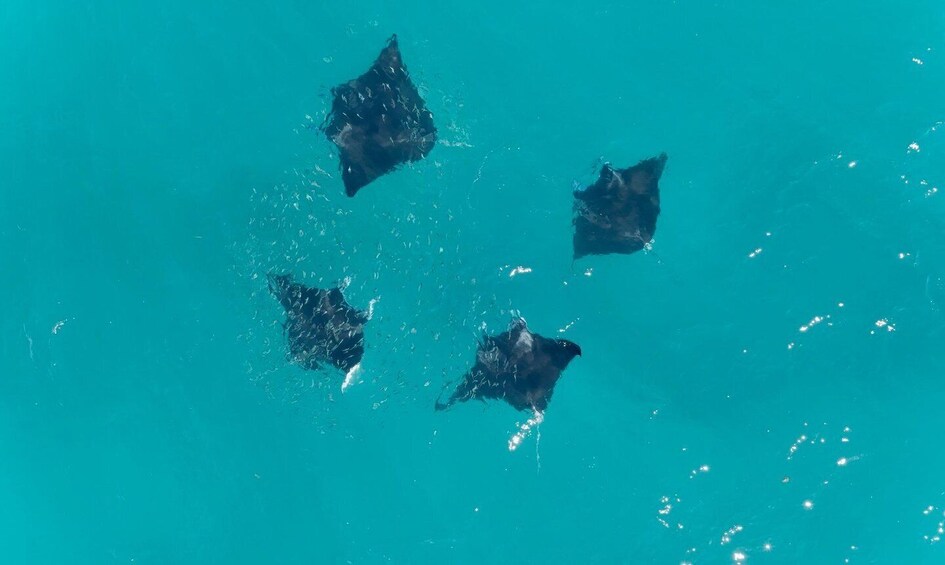 Picture 31 for Activity Coral Bay: Ningaloo Reef Snorkelling Tour 4