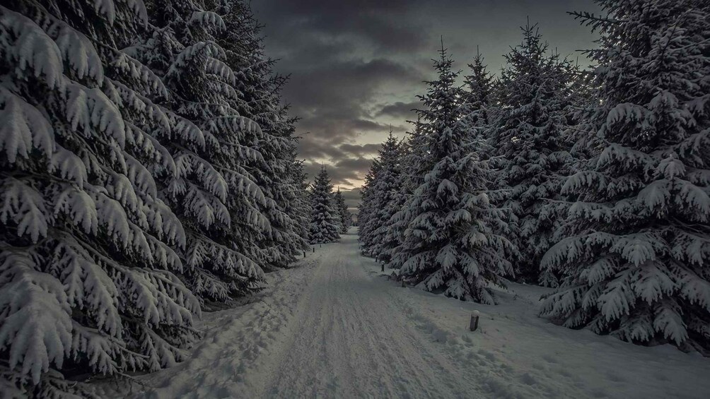 Picture 12 for Activity Rovaniemi: Forest Elf Treasure Hunt in Santa Claus Forest 3