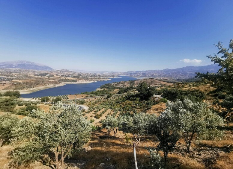 A coastal landscape with olive groves, a winding road, and a large body of water. 2