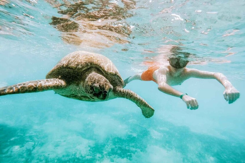 A person swimming with a sea turtle in clear blue water. 3