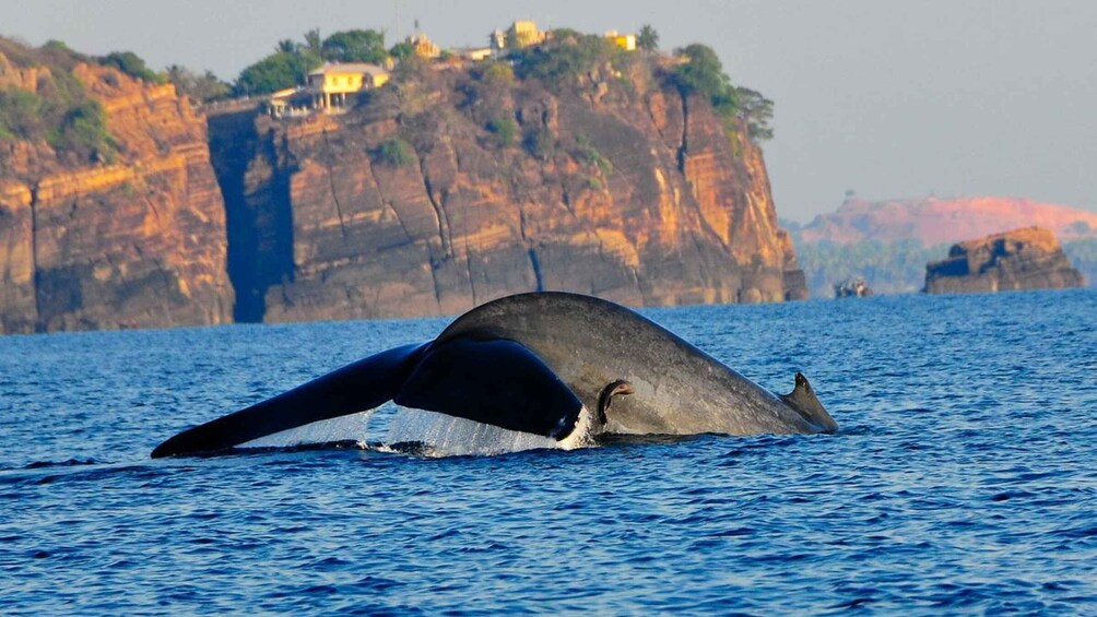A whale breaching with a cliff and buildings in the background. 1