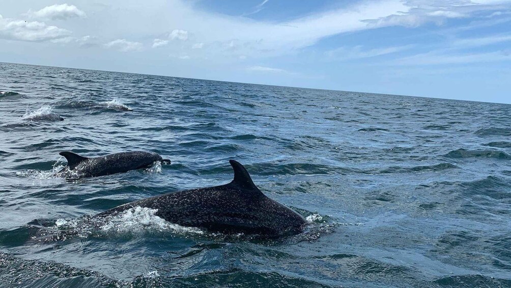 Two dolphins swimming in the ocean. 1