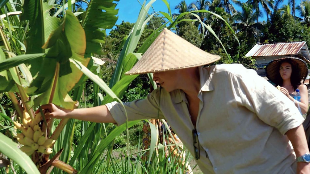 A person harvesting bananas from a plant, with a tropical landscape and palm trees in the background. 5