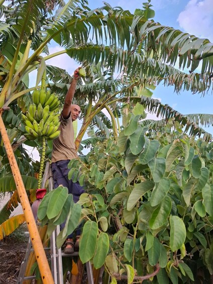 Picture 4 for Activity Salobreña: Oasisss Tropical Fruit Farm Tour 3