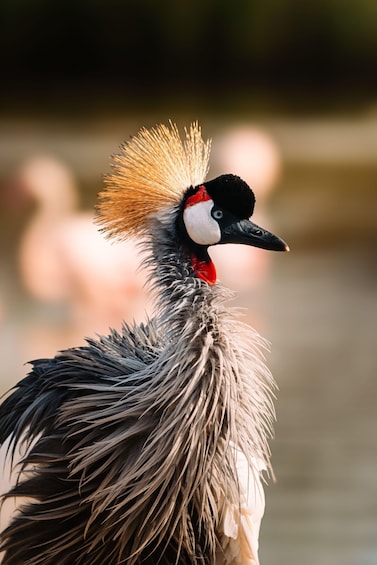 A bird with a distinctive crest and red throat patch. 1