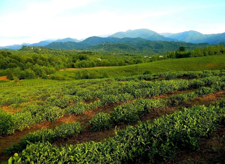 A lush tea plantation with rows of tea plants and a mountainous backdrop. 2