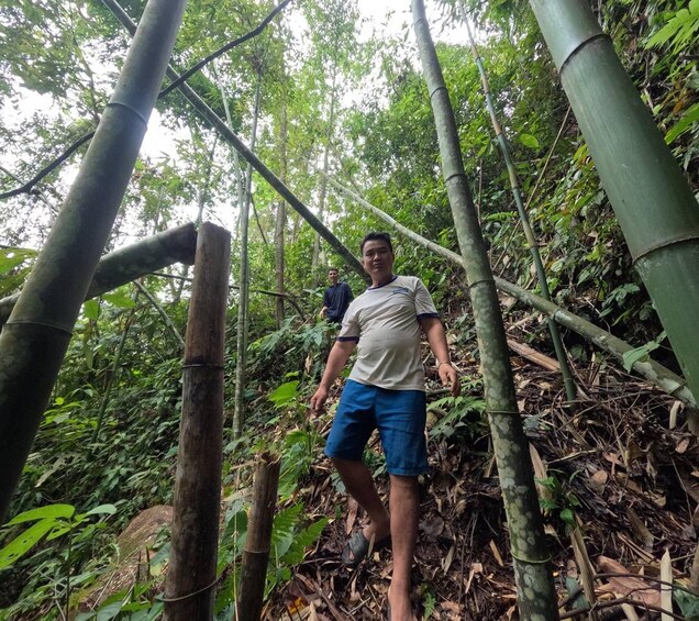 A person standing among bamboo trees in a forest. 4