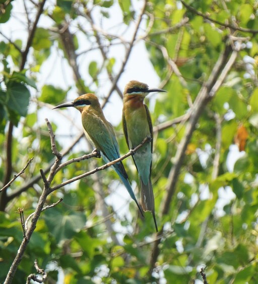 Two birds perched on a branch amidst green foliage. 4