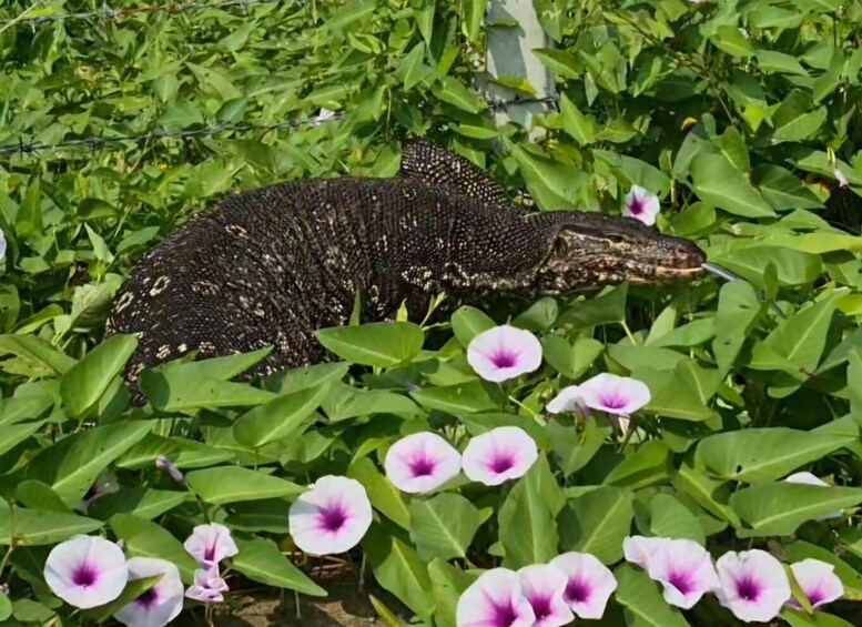A large monitor lizard among green foliage and purple flowers. 5