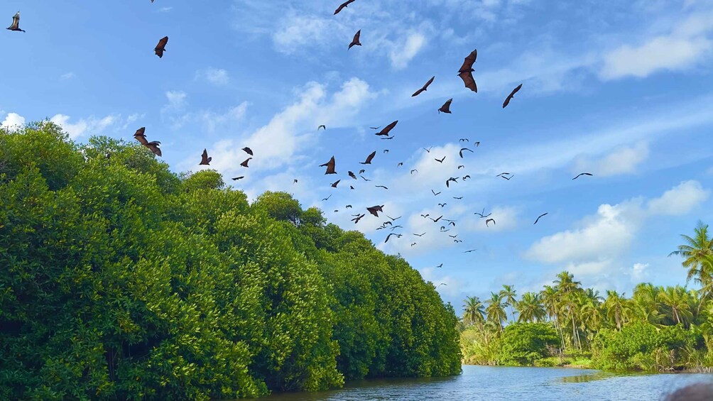 A tropical landscape with dense green foliage and a body of water. 2