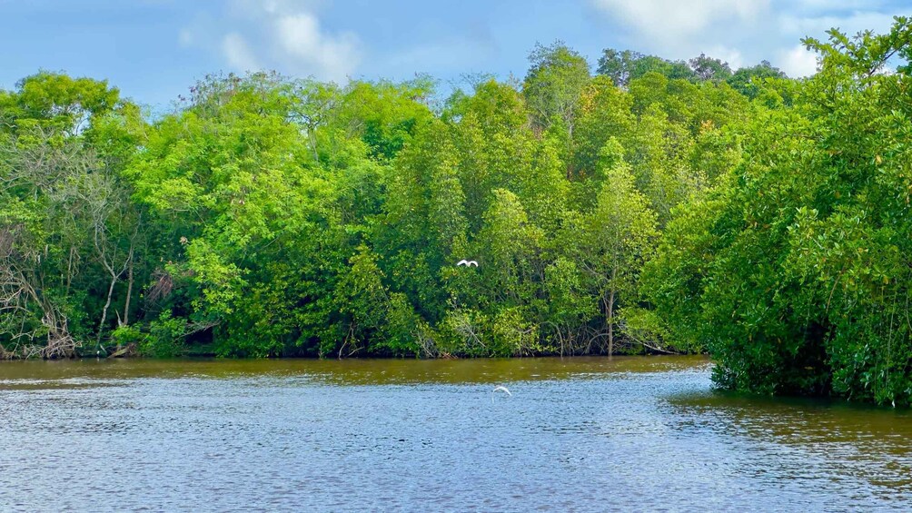 A river surrounded by dense green foliage. 3