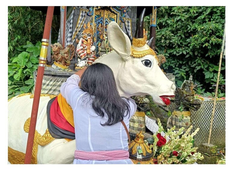 A person interacting with a large, ornate cow statue adorned with gold and red decorations, set against a backdrop of lush greenery and traditional architecture. 2