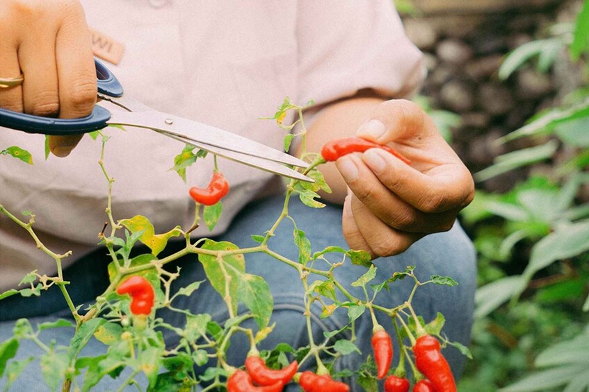 A person holding a plant with red peppers and using scissors. 5