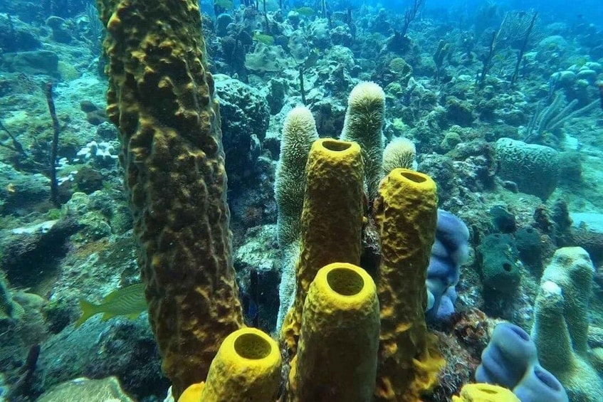An underwater coral reef with various corals and marine life. 5