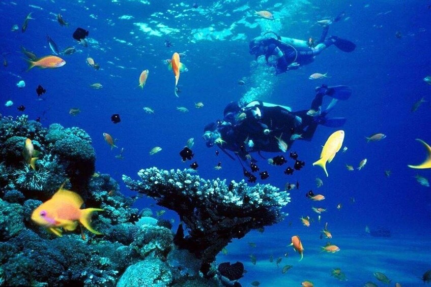 A diver surrounded by colorful fish and coral reefs. 1
