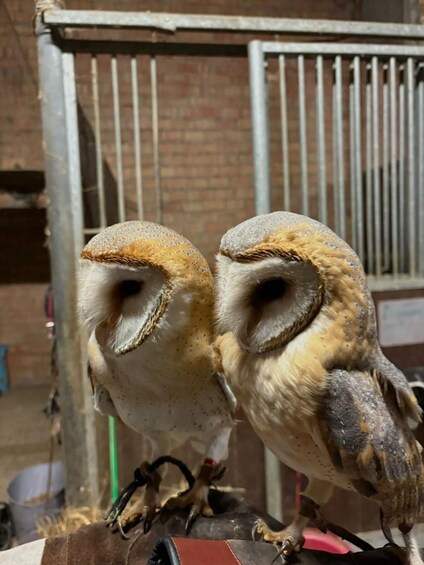 Two owls perched on a wooden structure with a metal railing in the background. 5