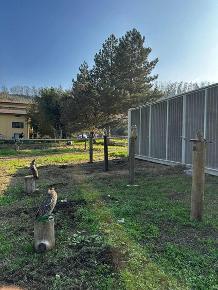 A fenced outdoor area with several birds perched on wooden posts and a tree in the background. 3