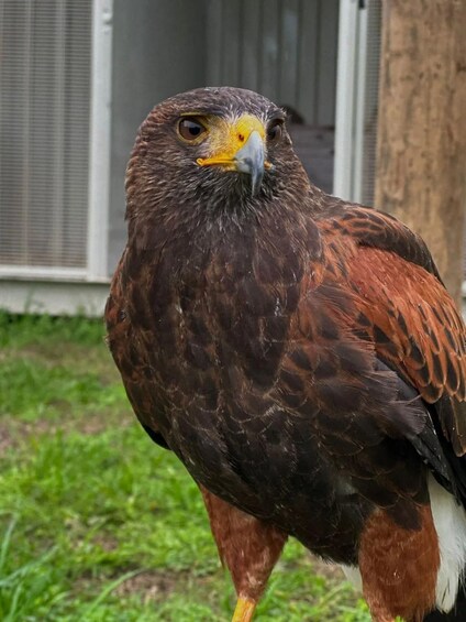 A close-up of a bird of prey with brown and white feathers, yellow beak, and sharp talons, standing on grass. 2