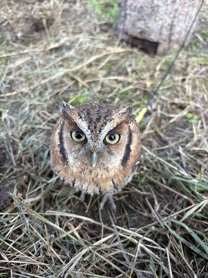 An owl perched on dry grass. 4