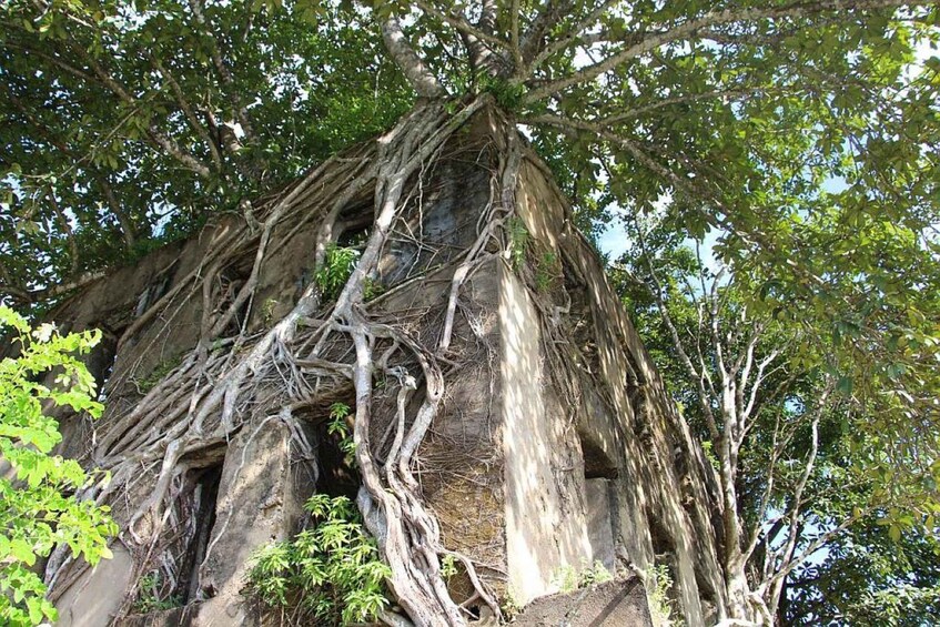 A large tree with extensive root systems and dense foliage. 2