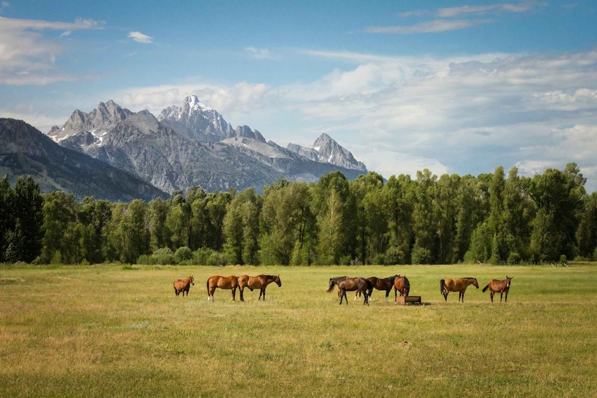 A field of horses grazing with a mountain range in the background. 2