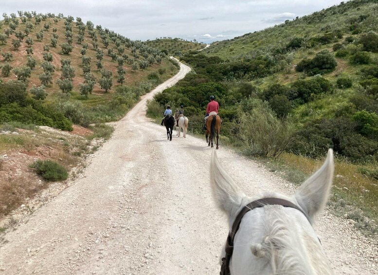 A dirt road with horse riders. 3