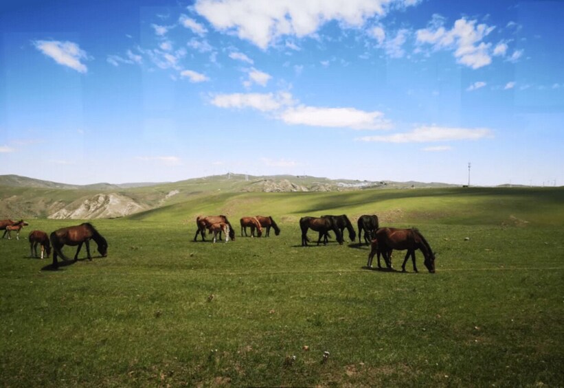 A group of horses grazing on a grassy hillside with a clear sky above. 5