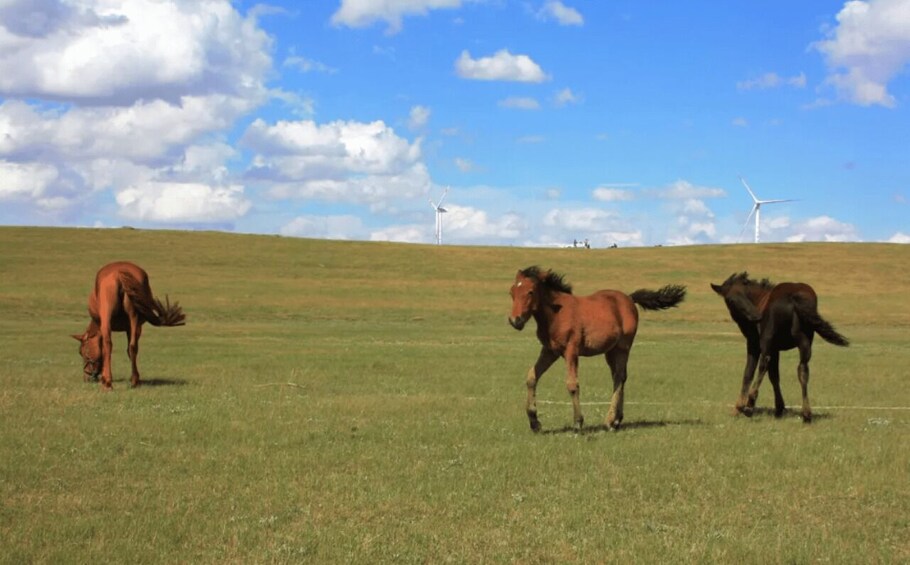 Three horses grazing on a grassy field with wind turbines in the background. 5
