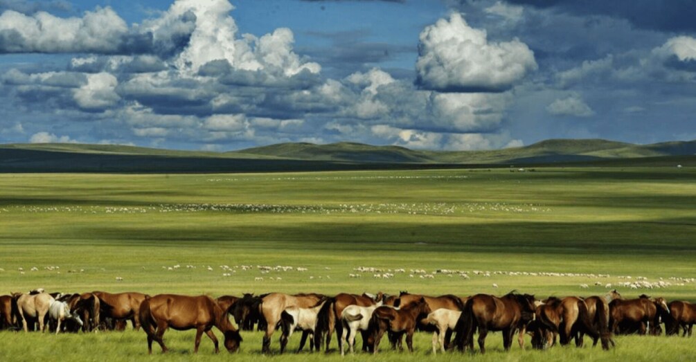 A herd of horses grazing in a vast green field under a cloudy sky. 1
