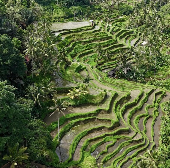 Terraced rice fields surrounded by dense tropical vegetation. 5