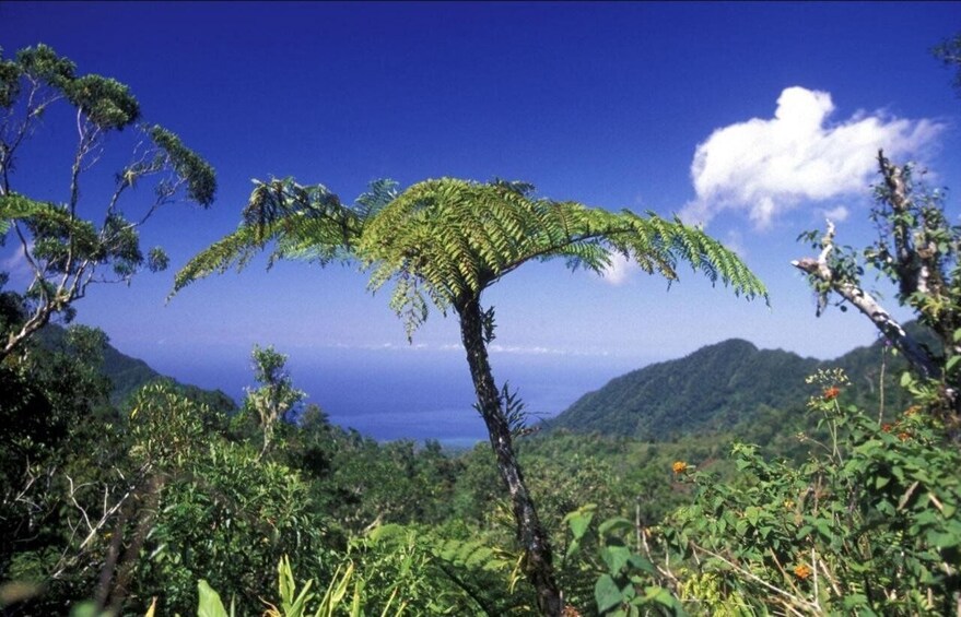 A lush green landscape with a prominent tree in the foreground and a mountain range in the background. 1