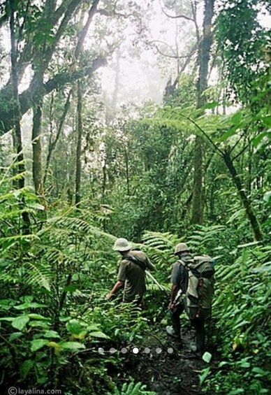 Three people walking through a dense forest with ferns and trees. 3