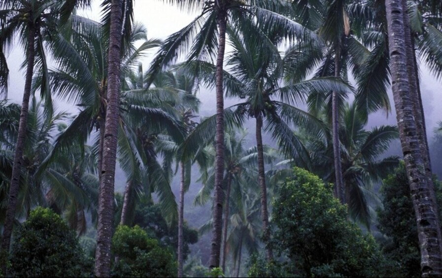 A dense forest of tall palm trees with a misty atmosphere. 2