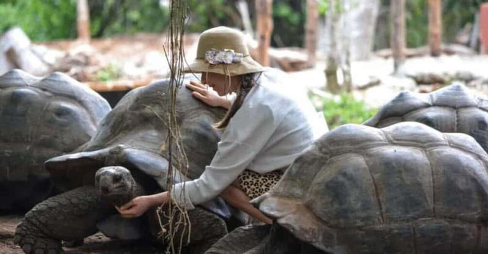 A person interacting with large tortoises in a natural setting. 5