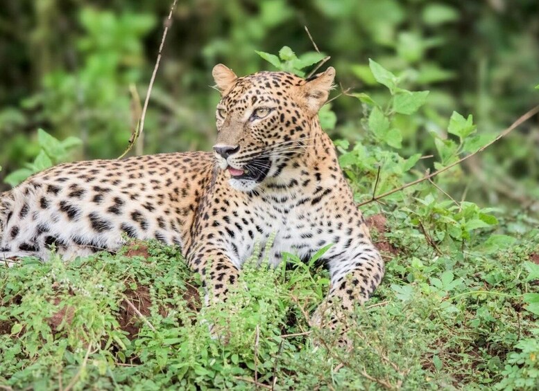 Picture 11 for Activity Yala Leopard Safari Tour by Palatupana main entrance: 7h/12h 4